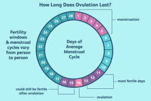 cara menghitung masa subur wanita dan siklus ovulasi