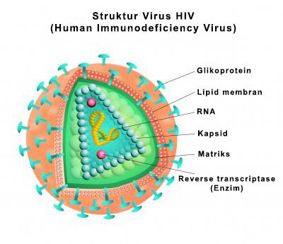 virus HIV menyerang sistem kekebalan tubuh sel CD4